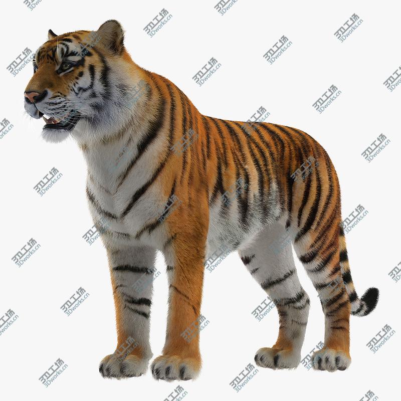 images/goods_img/2021040231/3D Tiger with Fur/1.jpg